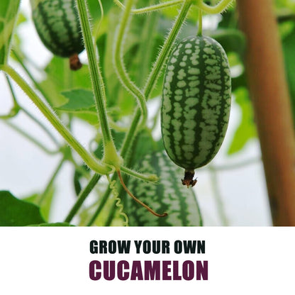 GYO Cucamelon Gift Plant