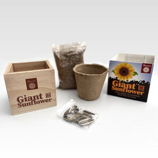 GYO Giant Sunflower 'In A Box' Gift Plant