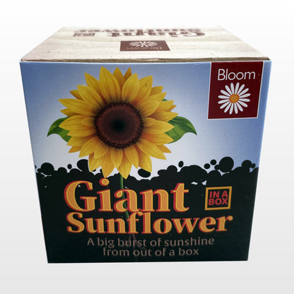 GYO Giant Sunflower Gift Plant