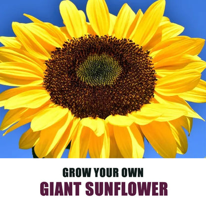 GYO Giant Sunflower Gift Plant